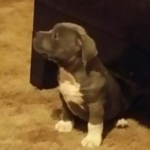 Meet your Posher, Donald