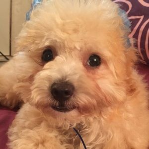 Meet your Posher, Annie