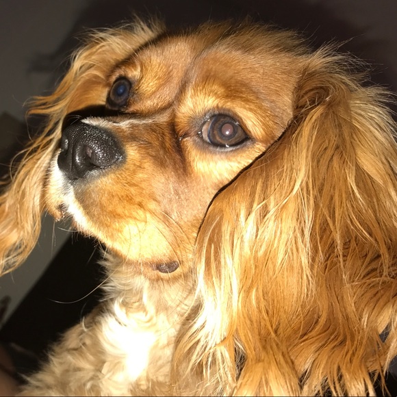 Meet your Posher, Roberto - Picture 1 of 1