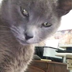 Meet your Posher, Bailey