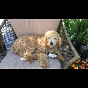 Meet your Posher, Ava