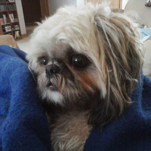 Meet your Posher, Nancy