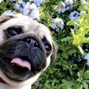 Meet your Posher, Audrey