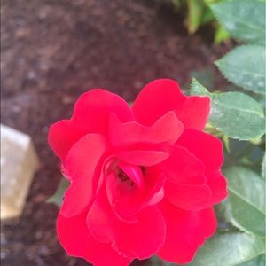 Meet your Posher, Lily