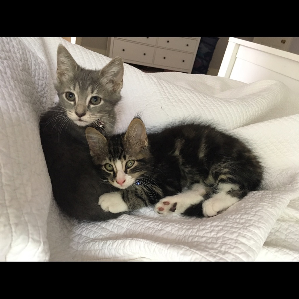 Meet your Posher, Morgan