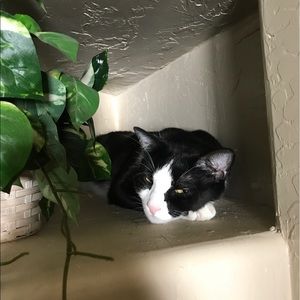 Meet your Posher, Suliman