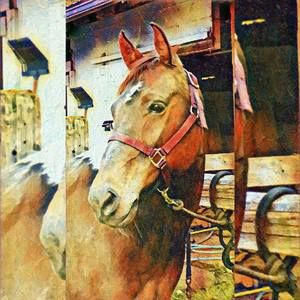 Meet your Posher, Tasha