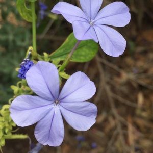 Meet your Posher, Connie