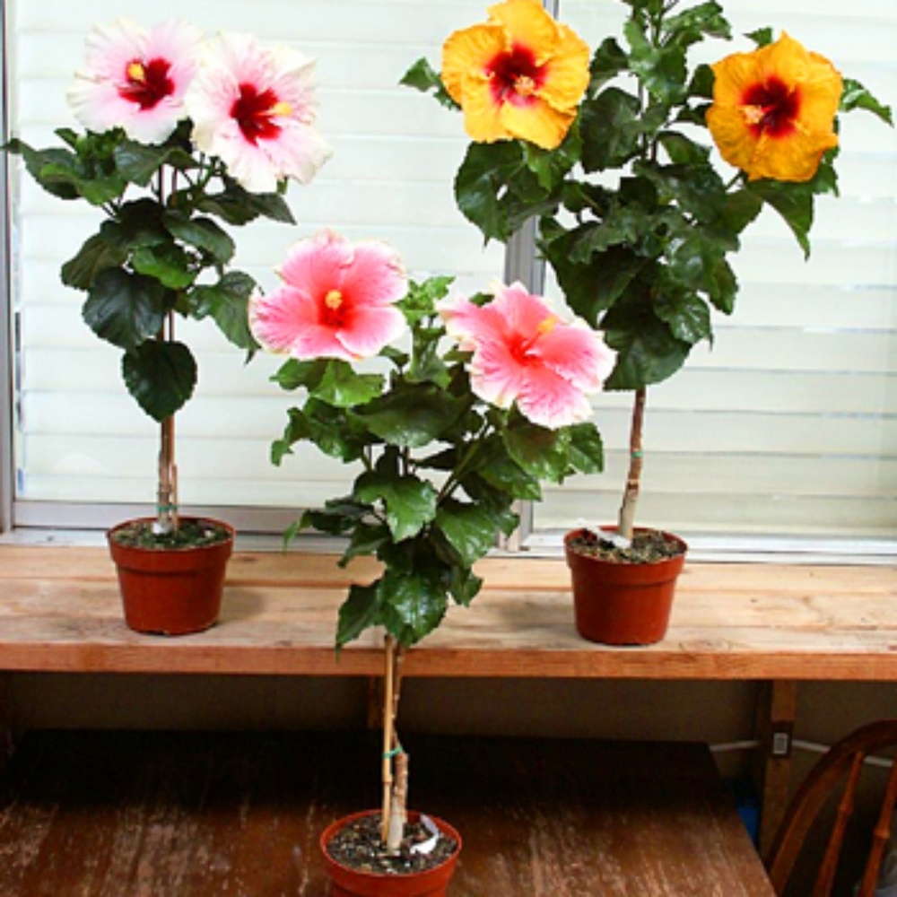 Meet your Posher, Jen