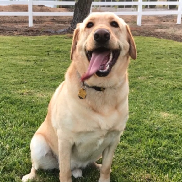 Meet your Posher, Elizabeth - Picture 1 of 1