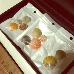 Sunrise Shells, $50 per bag