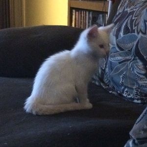 Meet your Posher, Thom