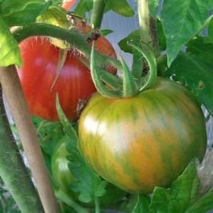 Meet your Posher, Aziza