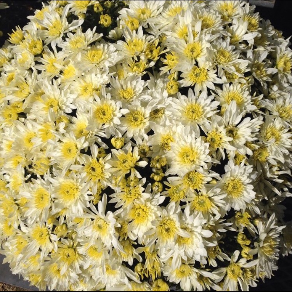 Meet your Posher, Lily