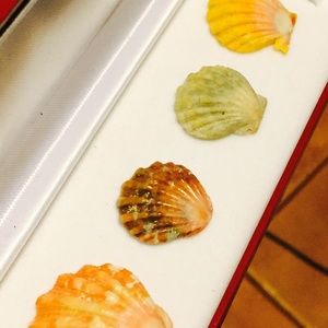 Sunrise shells