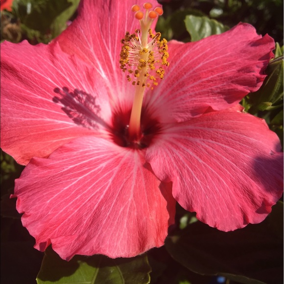 Meet your Posher, Lily - Picture 1 of 1