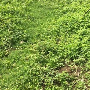 Meet your Posher, Norma