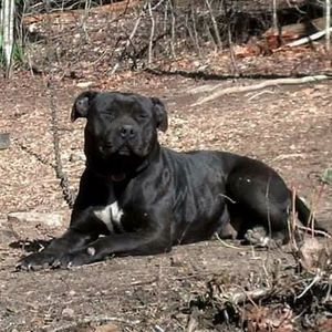 Meet your Posher, Damon