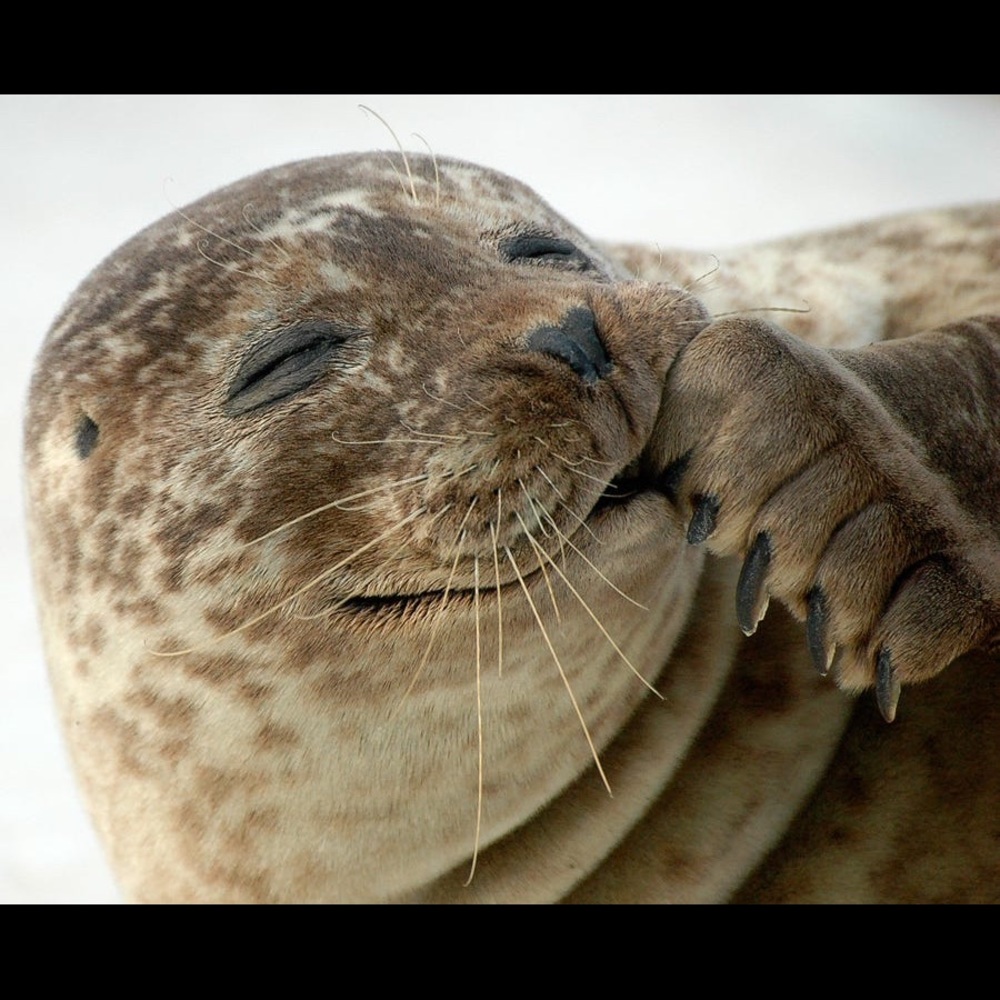 Meet your Posher, Jeff