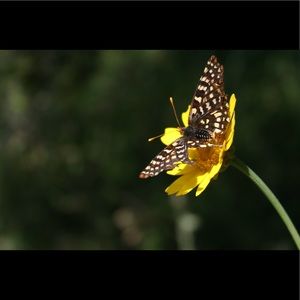 Meet your Posher, Cathy