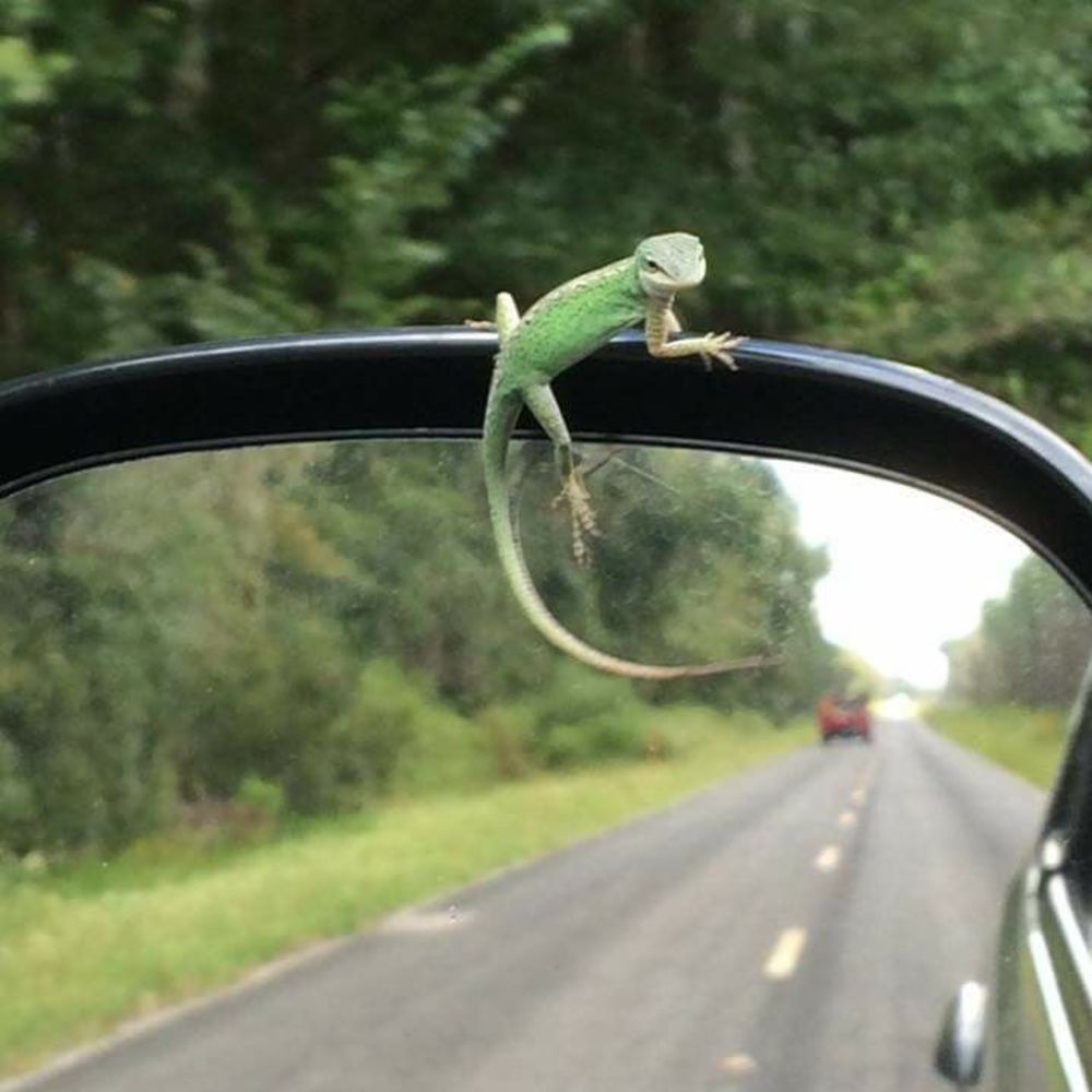 Meet your Posher, Lisa