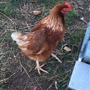 Meet your Posher, Jenny