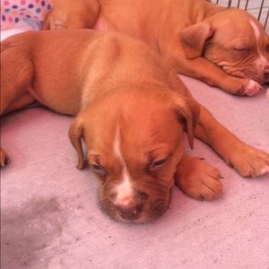 Meet your Posher, Sami