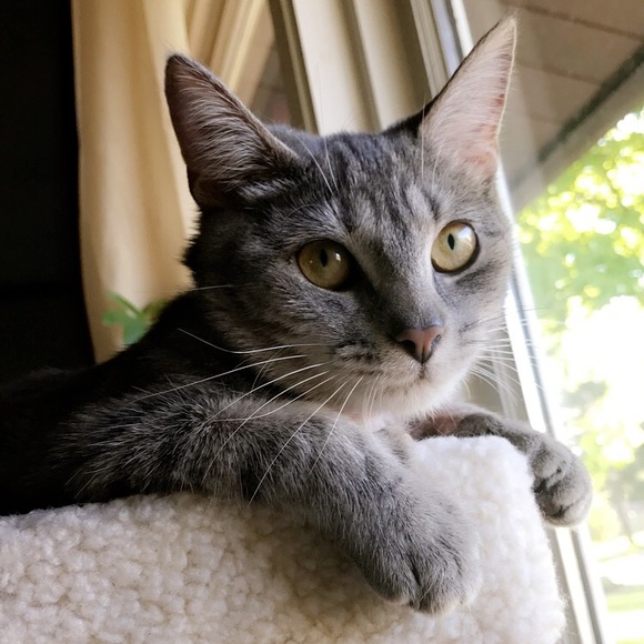 Meet your Posher, Macy - Picture 1 of 1