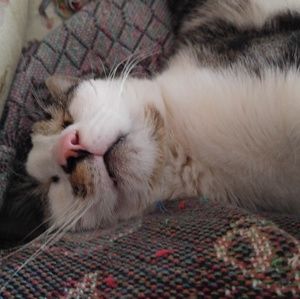 Meet your Posher, Abigail