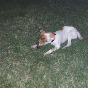 Meet your Posher, Nellie