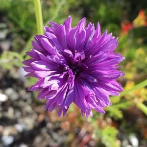 Meet your Posher, Mya