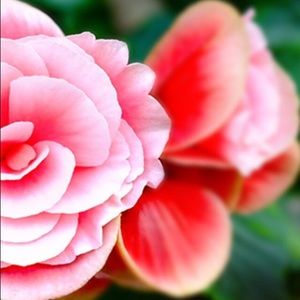 Meet your Posher, Wendy