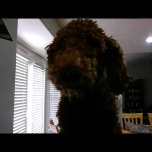 Meet your Posher, Chandler