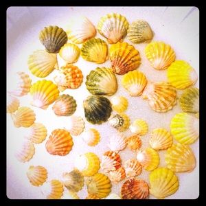 Sunrise shells