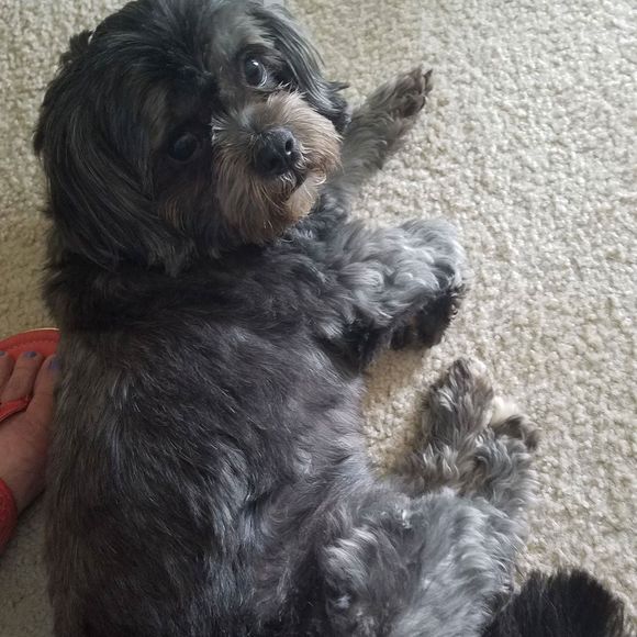 Meet your Posher, Tyira - Picture 1 of 1