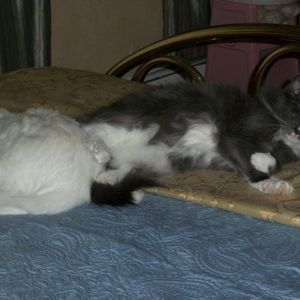 Meet your Posher, Moe