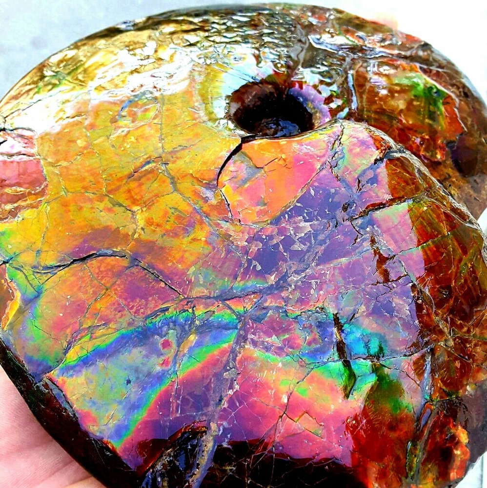 RARE CERTIFIED CANADA FOSSIL KORITE AMMONITE DECOR