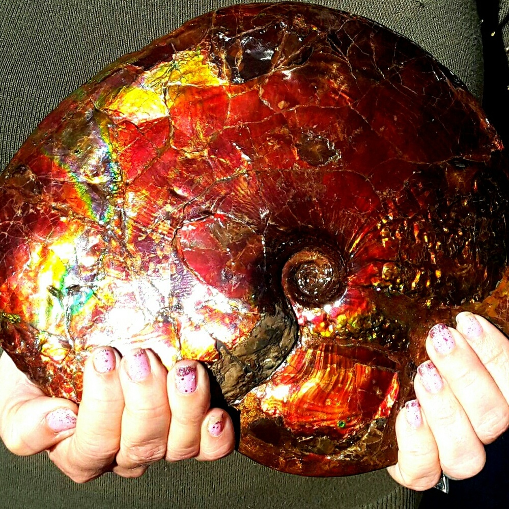 RARE CERTIFIED CANADA FOSSIL KORITE AMMONITE DECOR - Picture 2 of 4