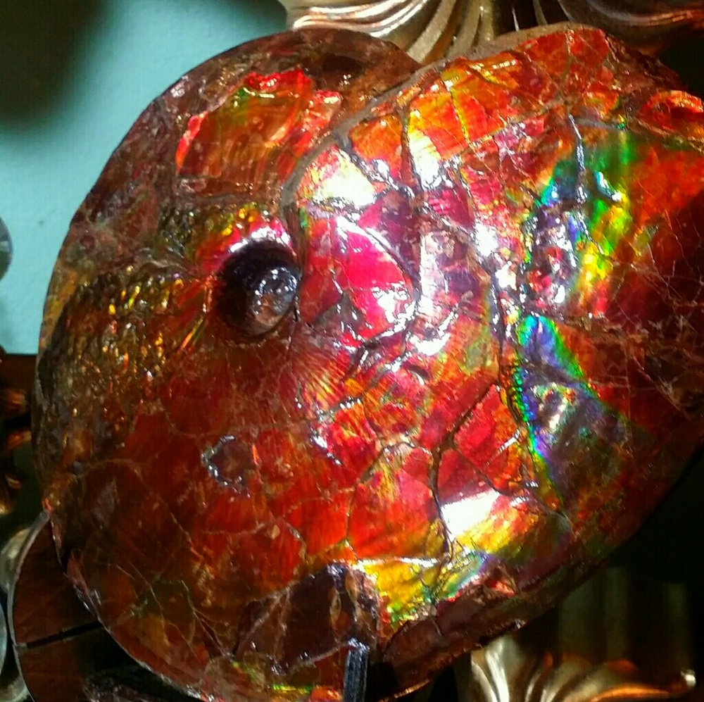 RARE CERTIFIED CANADA FOSSIL KORITE AMMONITE DECOR - Picture 4 of 4