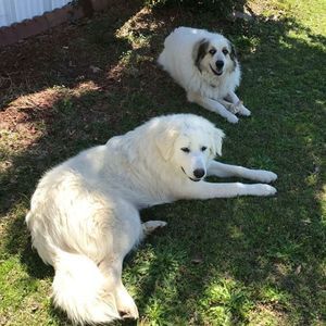 Meet your Posher, Rose