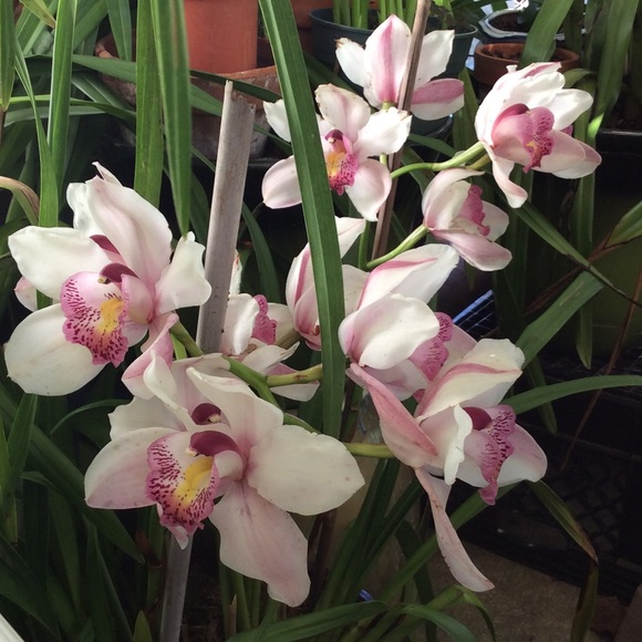 Meet your Posher, Rachel - Picture 3 of 5