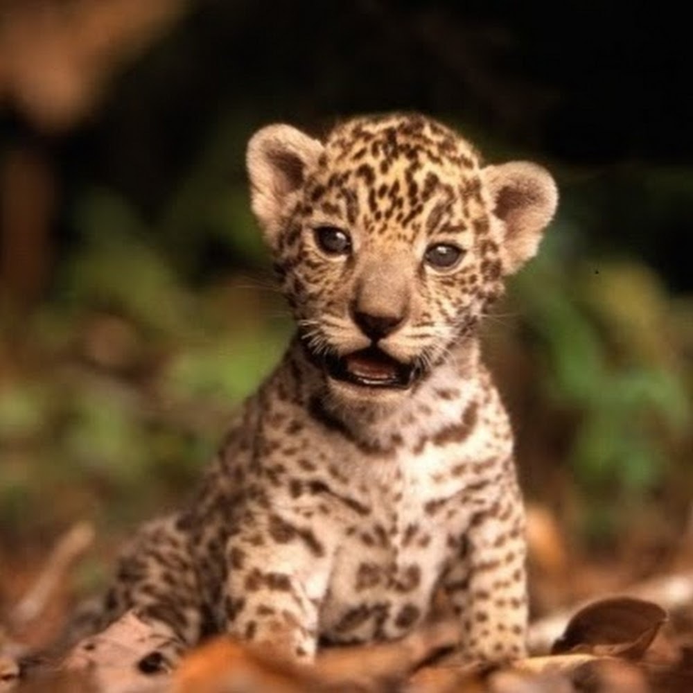 Meet your Posher, Ava