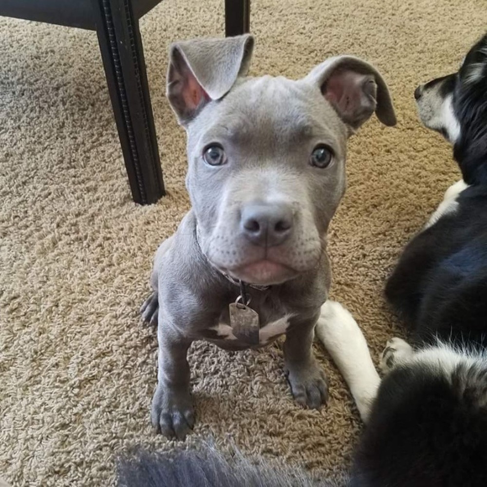 Meet your Posher, Ivan