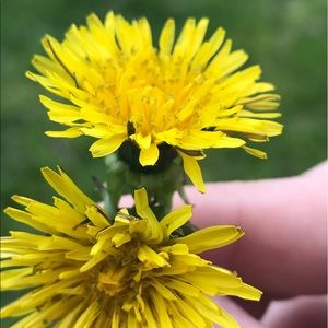 Meet your Posher, Veronica