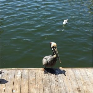 Meet your Posher, Potato