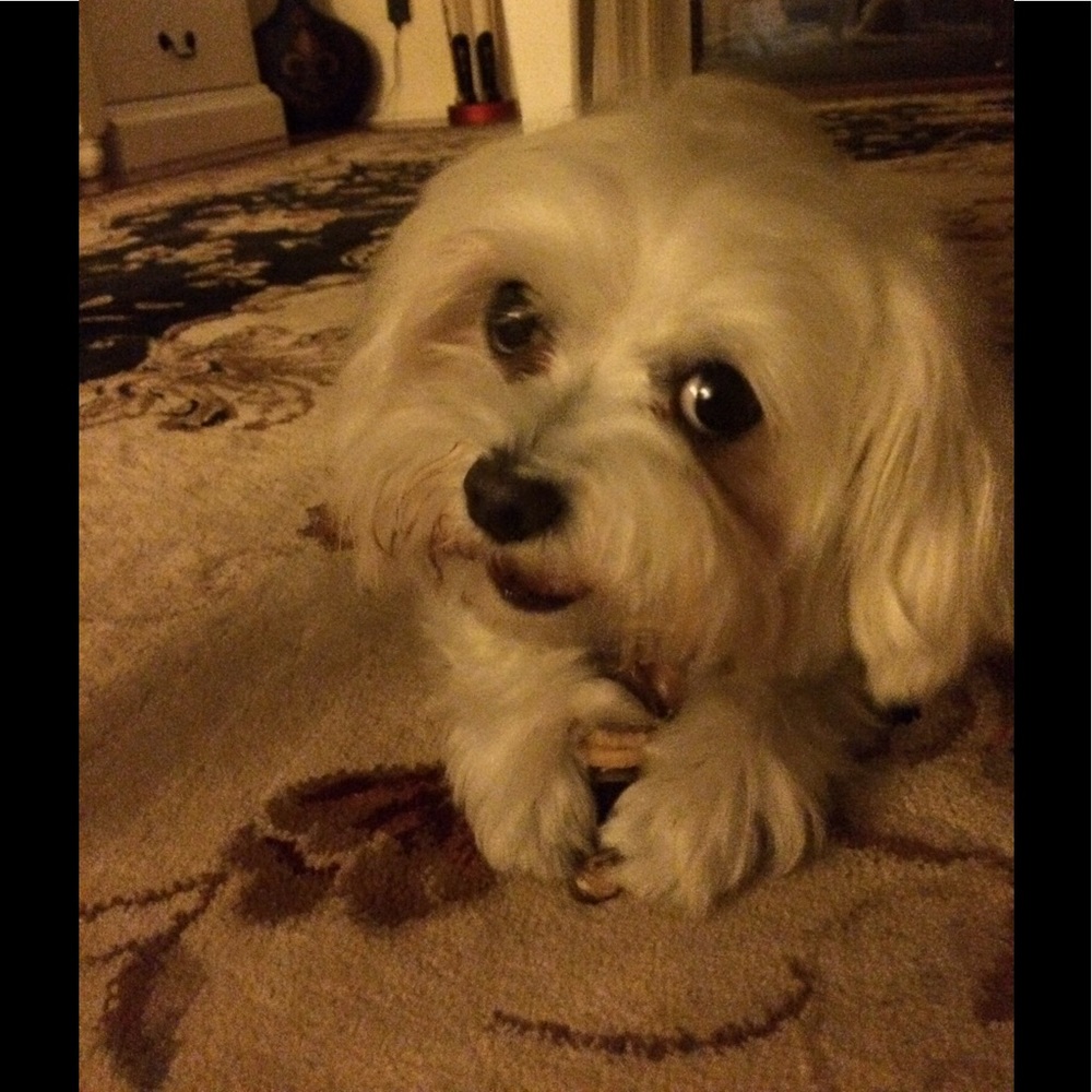 Snoopy says, make an offer.