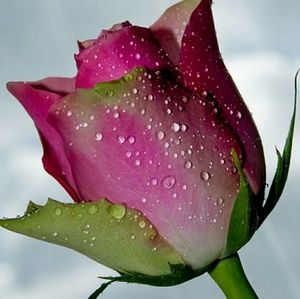 Meet your Posher, Tanyar