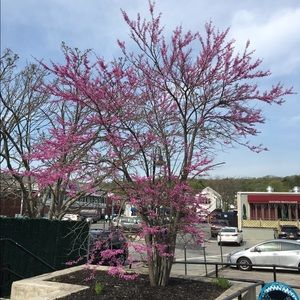 Meet your Posher, Carol