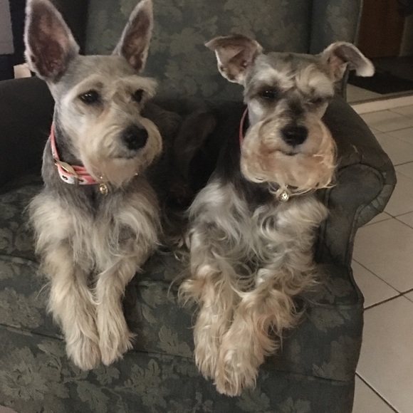 Meet your Posher, Diana - Picture 2 of 4