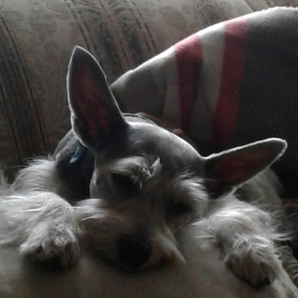 Meet your Posher, Diana - Picture 3 of 4